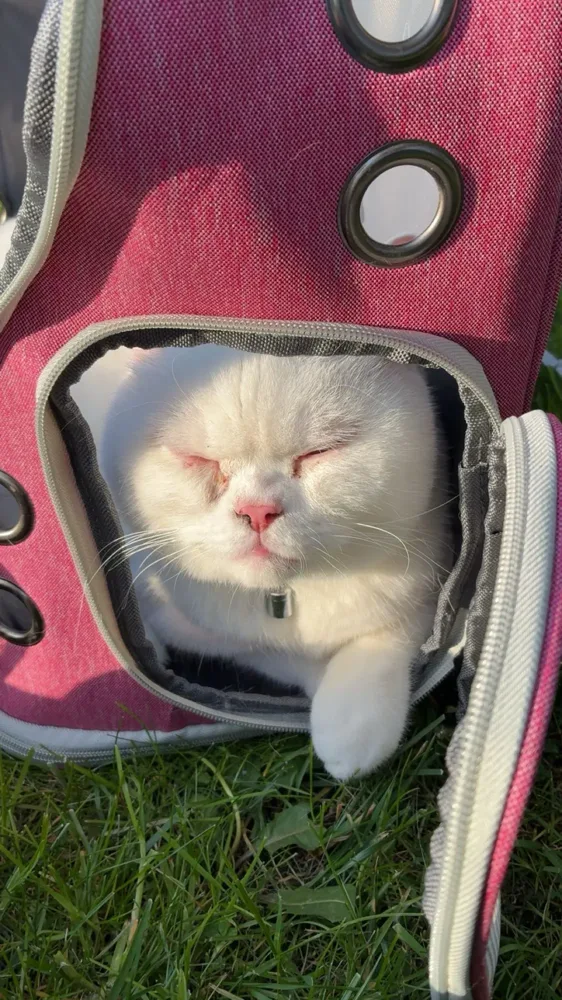 Bubble backpack photographed by a verified buyer
