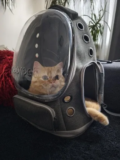 Bubble backpack photographed by a verified buyer